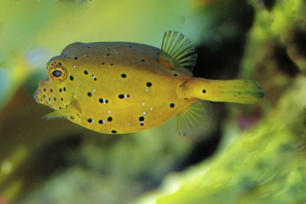 Mercedes Bionic Car:
Mercedes Bionic Car 2